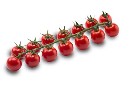 Mini cherry vine tomatoes