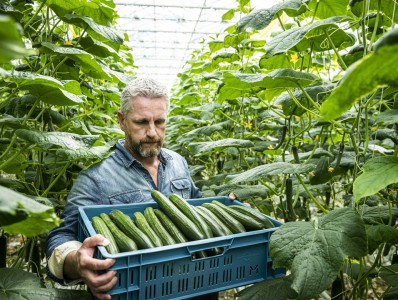 Cucumbers