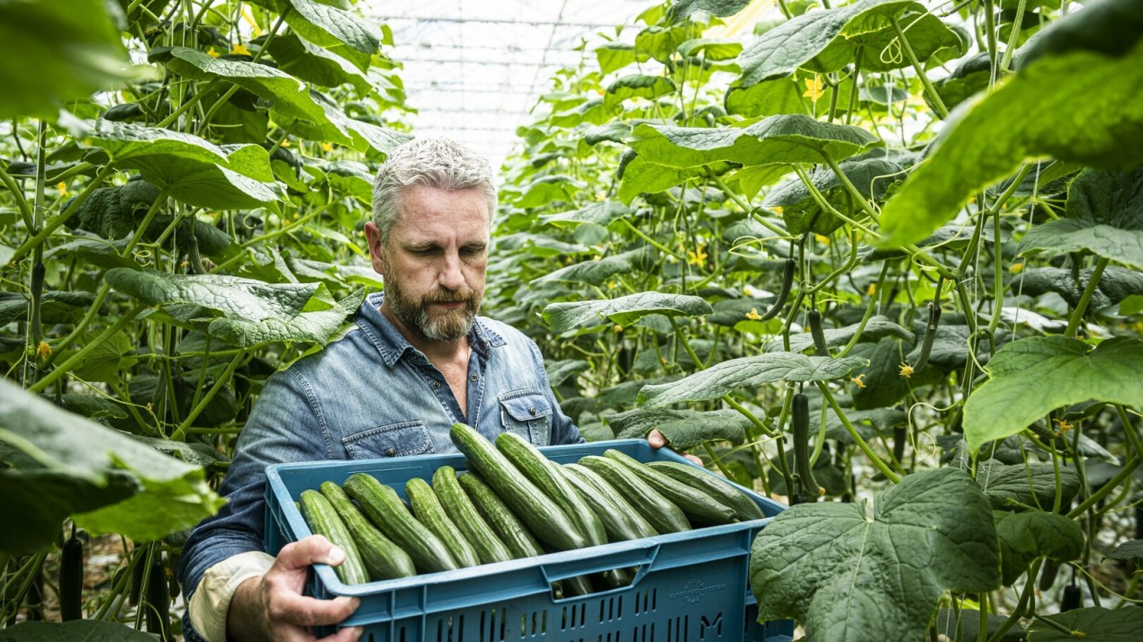 Cucumbers