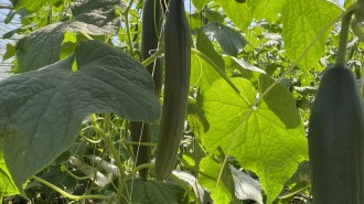 Onze eerste bio-komkommers van het seizoen