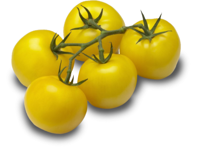 Yellow vine tomatoes