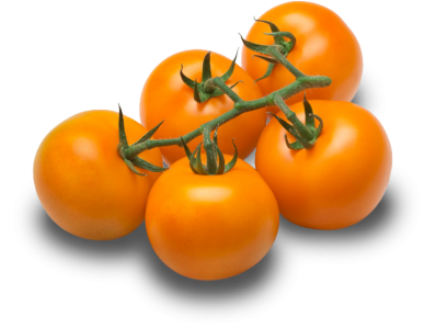 Orange vine tomatoes